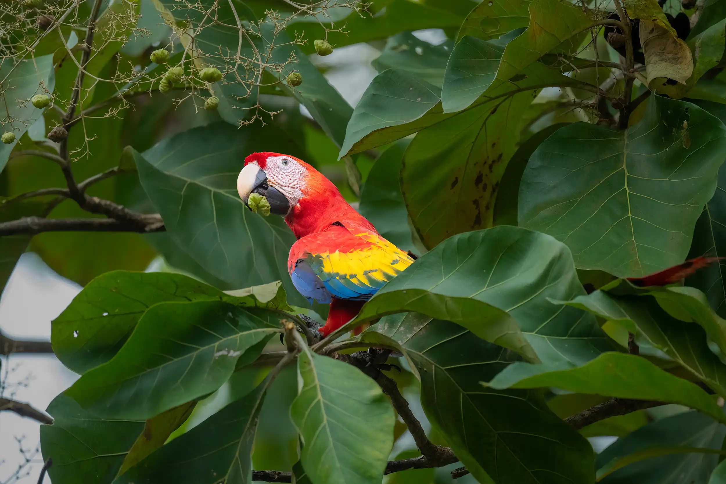 Scarlet macaw in Manuel Antonio Costa Rica